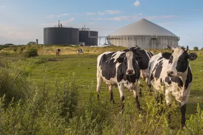 Bio Gas Installation Cows