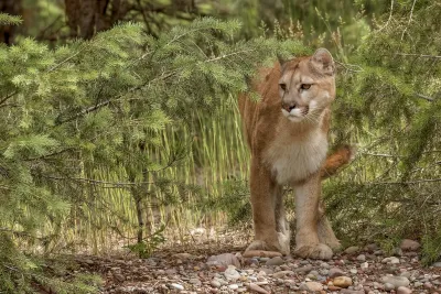 Mountain lion in a forest.