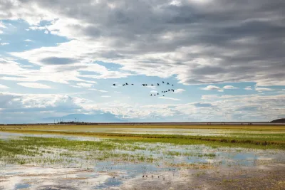 Birds flying over flat irrigated farmland in Imperial Valley, California.