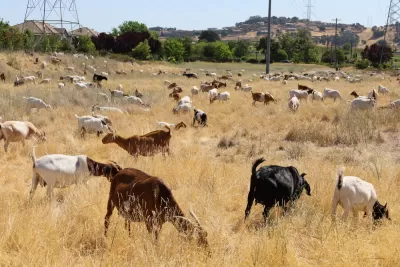 Goats grazing in a California field