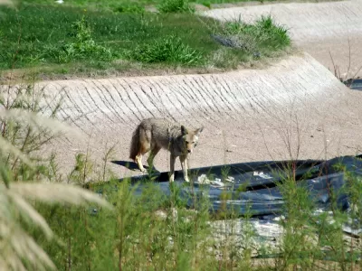 Coyote