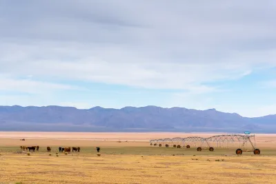 Cattle graze on farmland in the Hualapai Valley north of Kingman, Arizona.