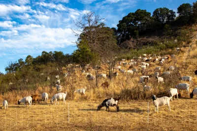 Herd of goats grazing on dry hillside in Los Angeles.