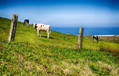 Pasture land