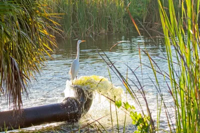 A Great egret cools his feet in the gushing inflow from a water pipe in early morning sun at a wetland. 