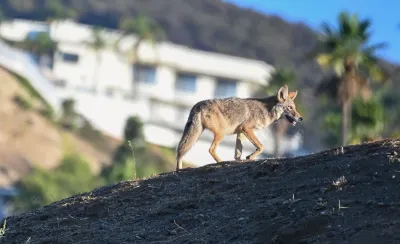 Coyote walking on hill with homes and palm trees blurred in background in Los Angeles, California.