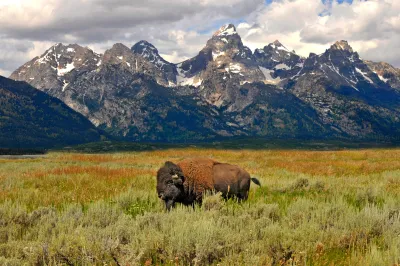A buffalo in a national park