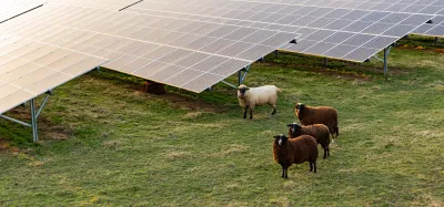 Sheep in a field stand next to solar panels.