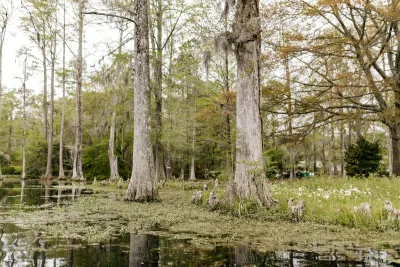 A swamp in South Carolina with tall pale trees and Spanish moss in the water.
