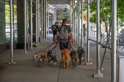 Man walking multiple dogs in leasehes under sidewalk scaffolding in New York City.
