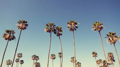 Palm Trees
