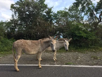 Wild donkeys on the road in the US Virgin Islands