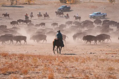 Cowboys Herd American Bison Buffalo in West on Horses.