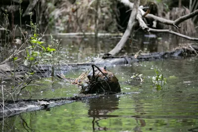 A beaver in water holding a stick in its mouth.