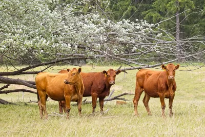 Three brown cows stand by a flower covered tree in a grassy field in northeast Washington.