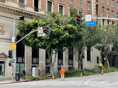 Workers in orange shirts trimming large street trees in downtown Los ANgeles, California.