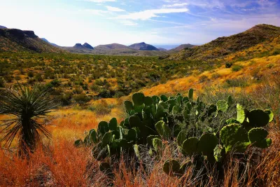 Desert landscape with cactus in foreground and mountains in background in Big Bend National Park, Texas.