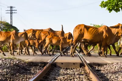 Cows and Railroad Tracks