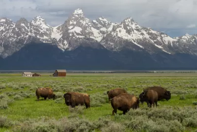 Herd of bison grazing in green field with snow-capped Wyoming mountains in background