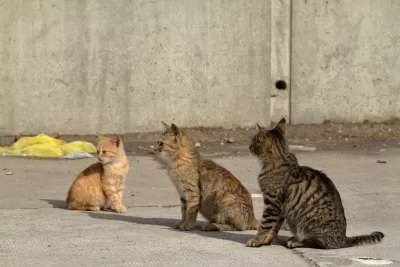 Cats