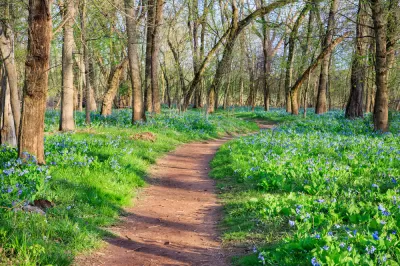 Trail through forested area in Virginia