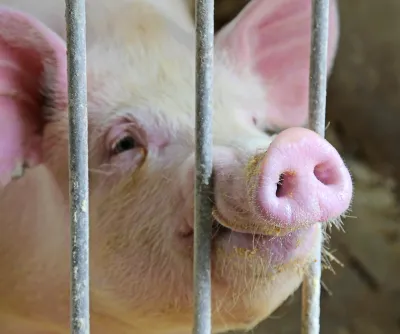 A pig poking its snout between the bars.