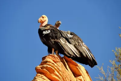 Endangered Species