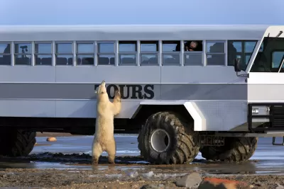 Polar Bear