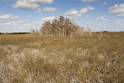 Florida Pine Rockland