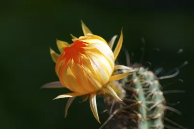 Succulent