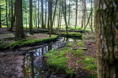 Woodlands