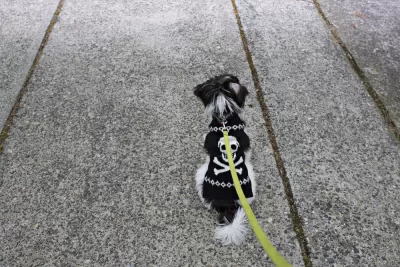 Walking the Dog