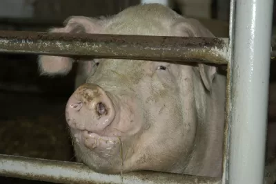 Pig Farm