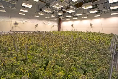 Indoor Grow Room