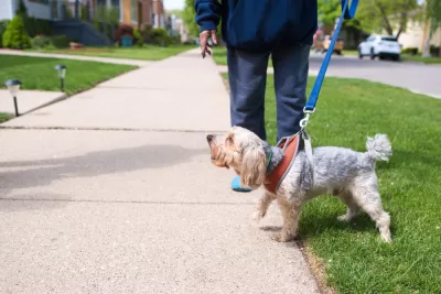 Walking the Dog