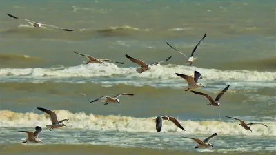 Seagulls flying over the ocean in Texas.