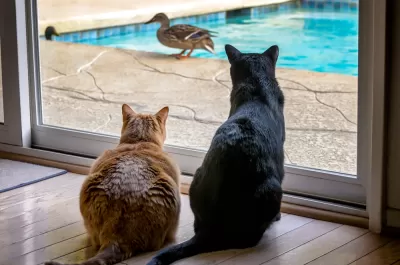 Cats and Ducks