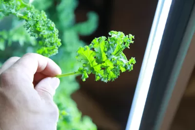 Indoor Kale