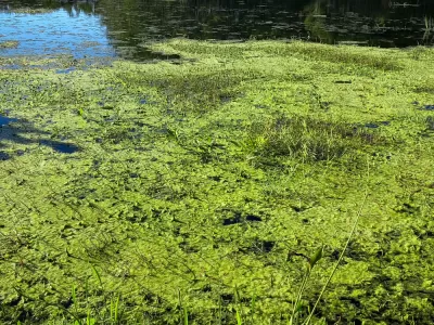 Toxic Algae Bloom