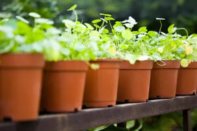 Potted Plants