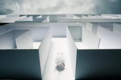 Rat Race