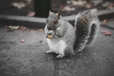 Squirrel