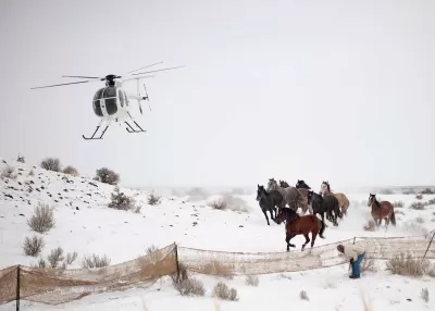 Wild Horses BLM