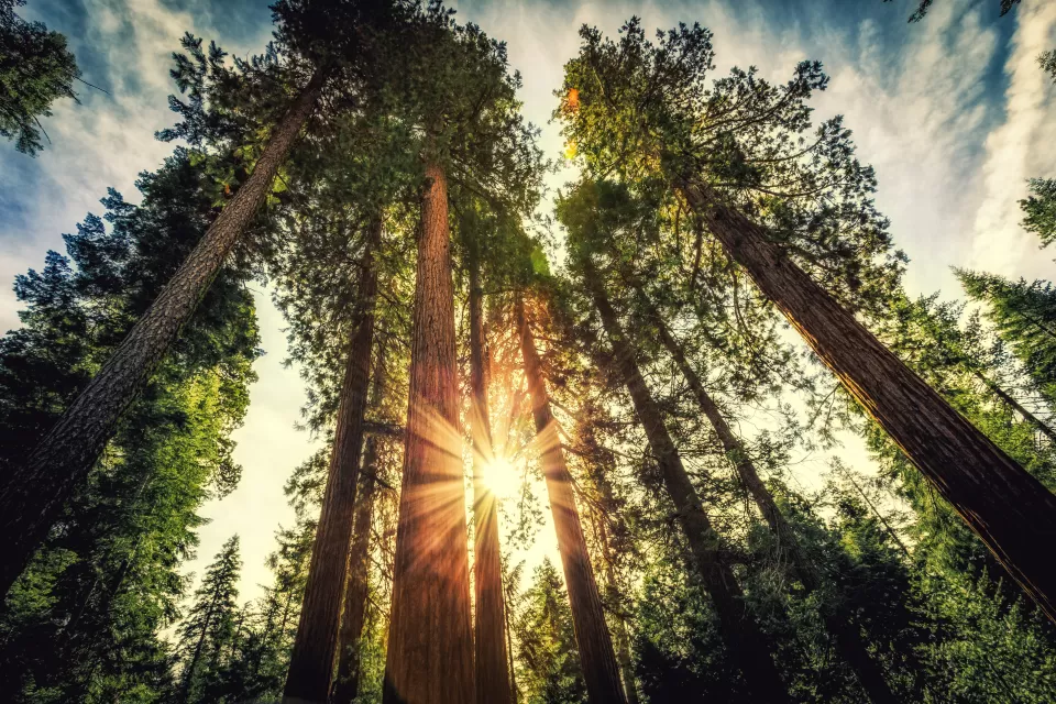 Looking up at giant sequoias in Mariposa Grove in Yosemite National Park at sunrise with sun's rays coming through trees