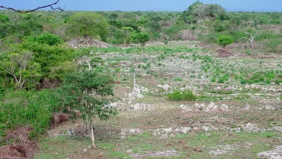 Mayan City