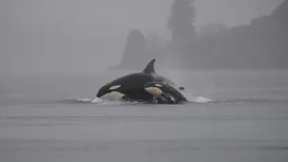 Orca in Washington