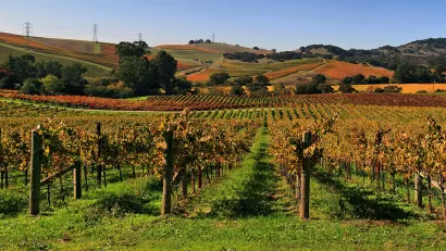 Vineyard, Napa Valley, California