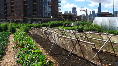Chicago Argriculture