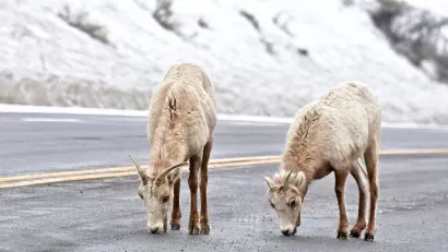 Bighorn Sheep