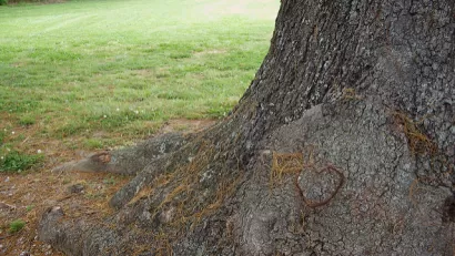 Tree heart